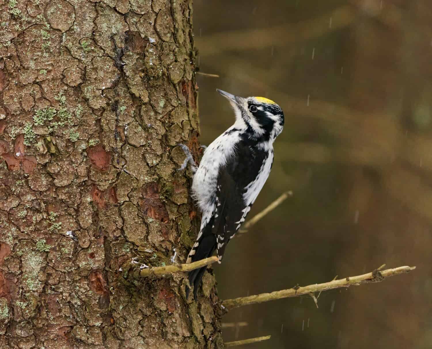 Eurasian three-toed woodpecker (Picoides tridactylus) male in the spruce forest in winter in snowfall.	