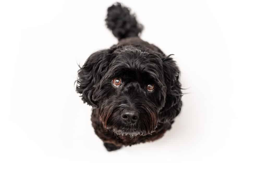 Cavapoo puppy dog sitting looking up isolated against a white background