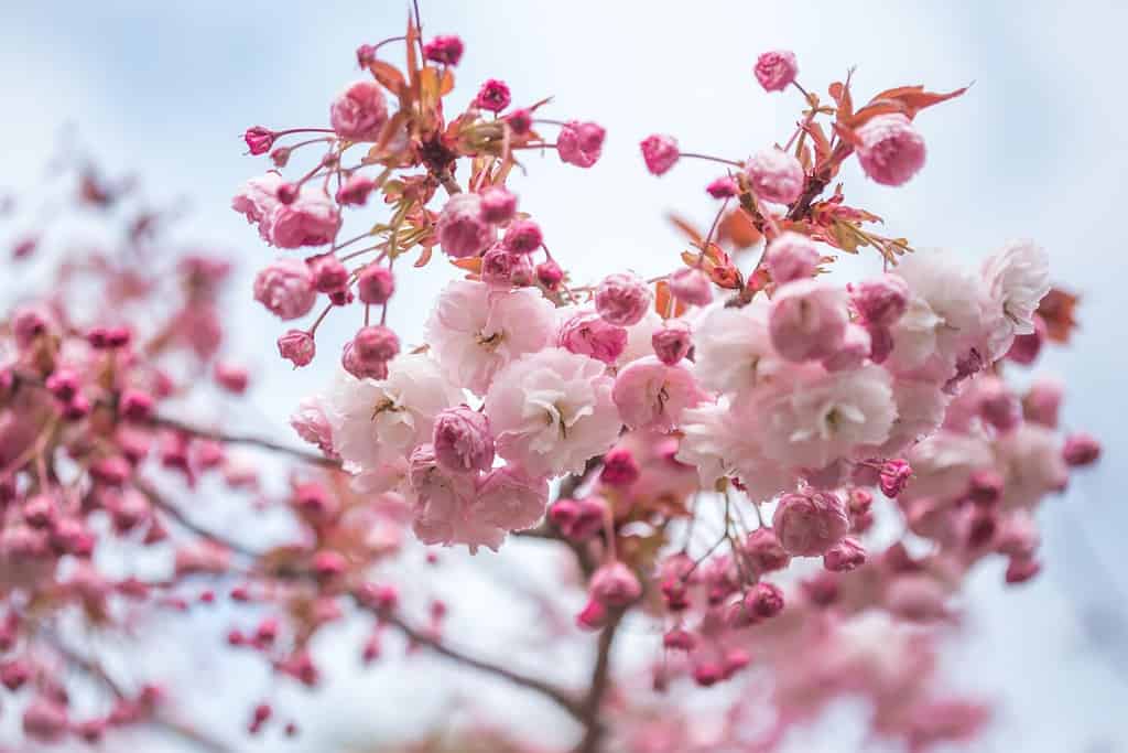 The Japanese cherry blossom (Prunus serrulata-Kanzan) branch is gradually blooming