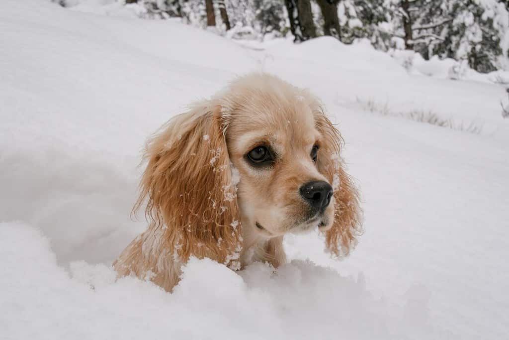 A beautiful Cocker Spaniel puppy playing in the fresh fallen snow
