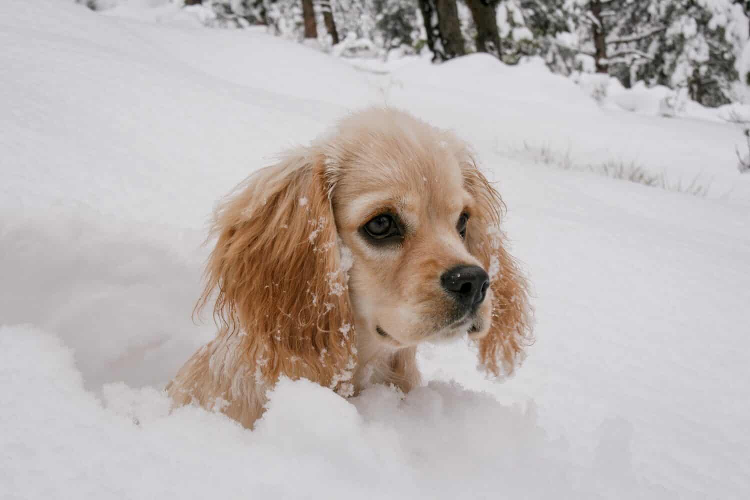 A beautiful Cocker Spaniel puppy playing in the fresh fallen snow