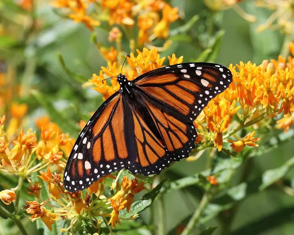 Female Monarch on Butterfly Weed