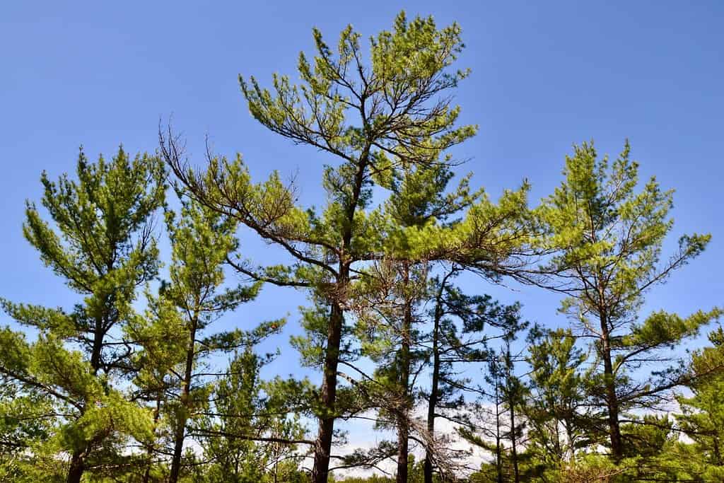 Group of Eastern White Pine (Pinus strobus) along Cranberry Bog Trail at Killarney Provincial Park during Summer