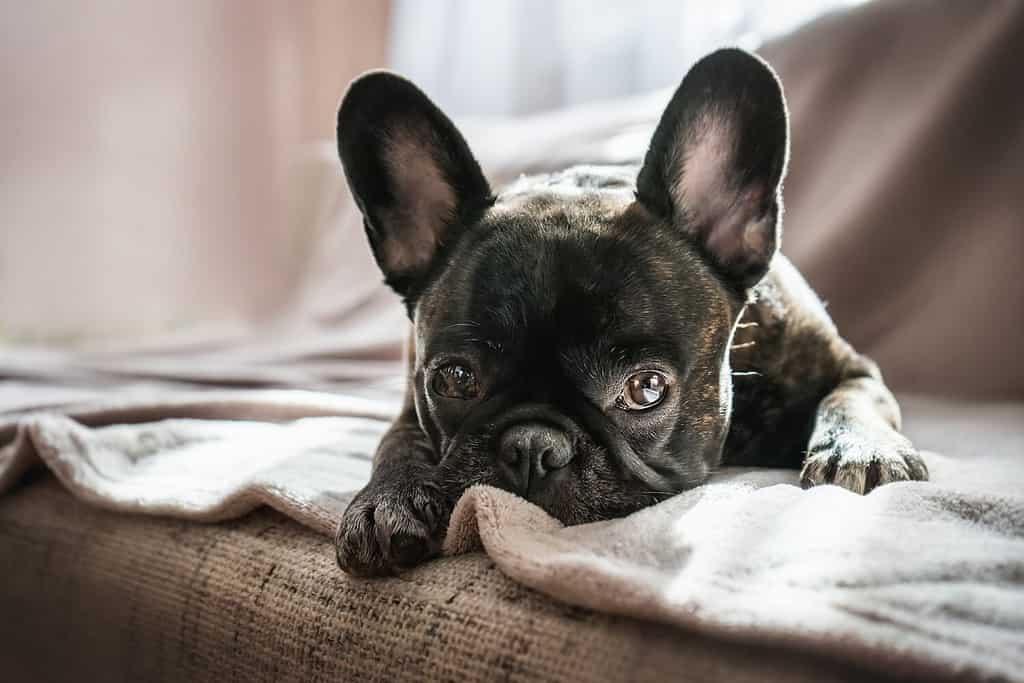 Cute French bulldog is on the sofa