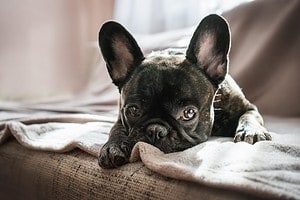 French Bulldog Colors: Full List from Rarest to Most Common Picture