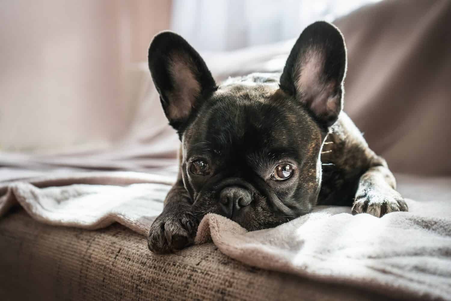 French Bulldog Colors: Full List from Most Common to Rarest - A-Z Animals