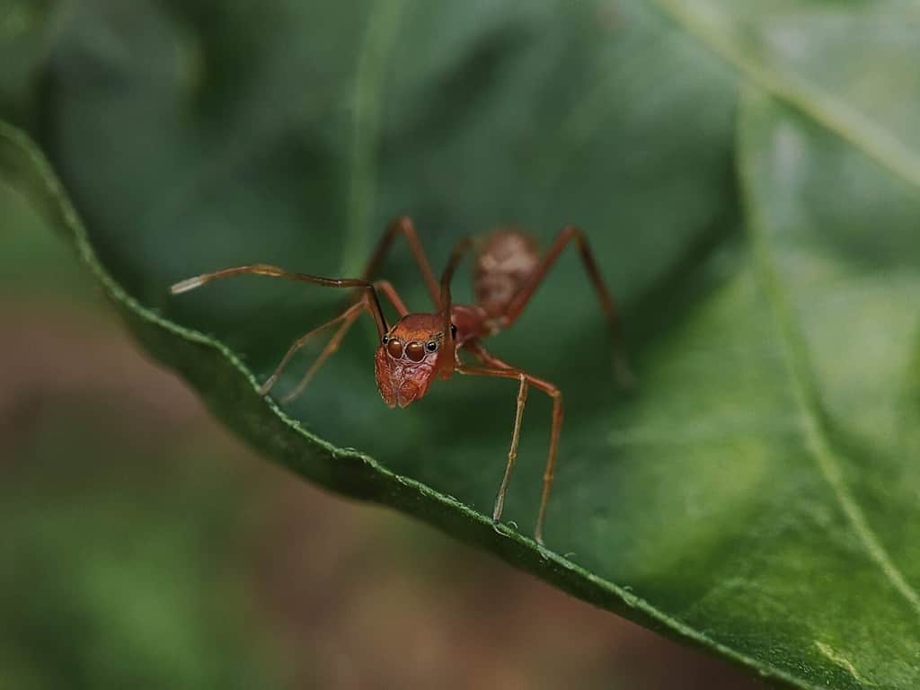 Fascinating Myrmaplata Plataleoides spider, expertly imitating an ant's appearance, blending seamlessly into its surroundings.