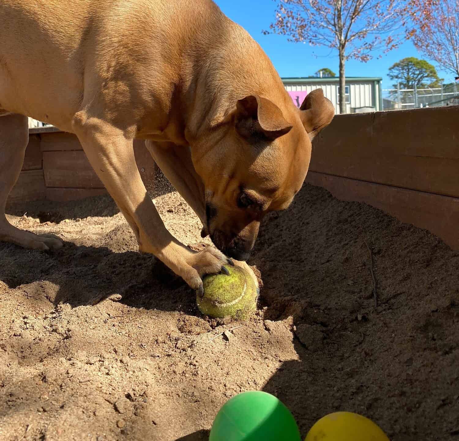Dog trying to bury ball in sand 
