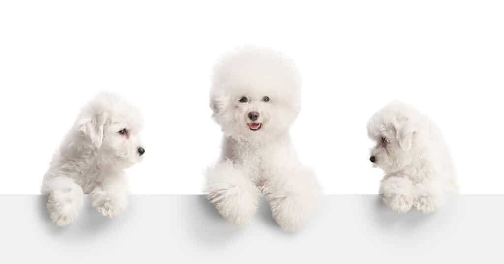 Adult bichon frise dog and two puppies standing behind a white panel isolated on white background