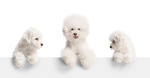 Are Bichon Frises the Most Troublesome Dogs? 7 Common Complaints About Them  Picture