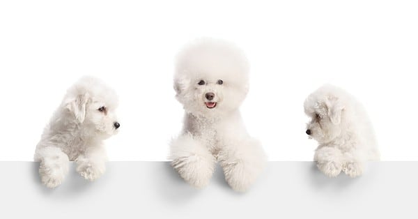 Picture of 17 Dog Breeds That Shed the Most (And the Ones That Shed the Least ...