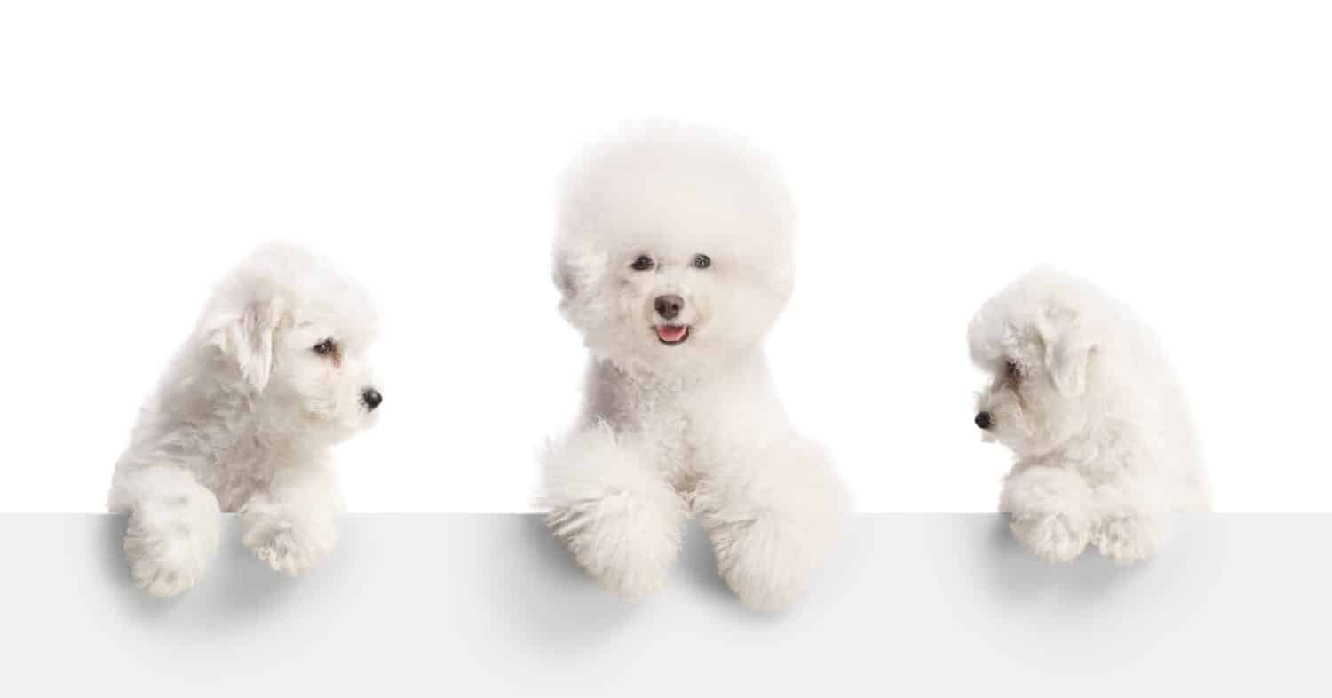 Adult bichon frise dog and two puppies standing behind a white panel isolated on white background