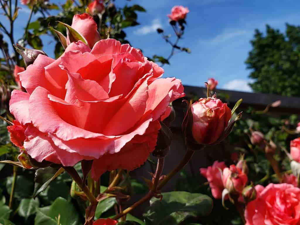 Rosa 'JACclam' Climbing Rose 'America'. Beautiful vigorous climbing rose; coral color with strong clove fragrance.