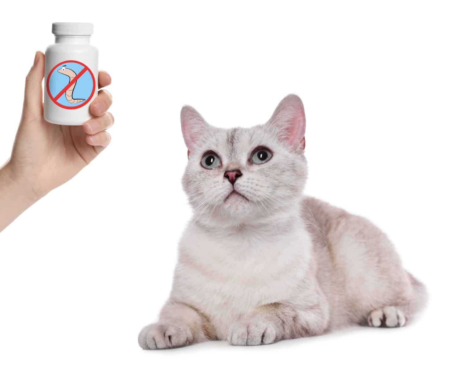 Deworming. Owner with medical bottle of anthelmintic drugs and cute British Shorthair cat on white background, closeup