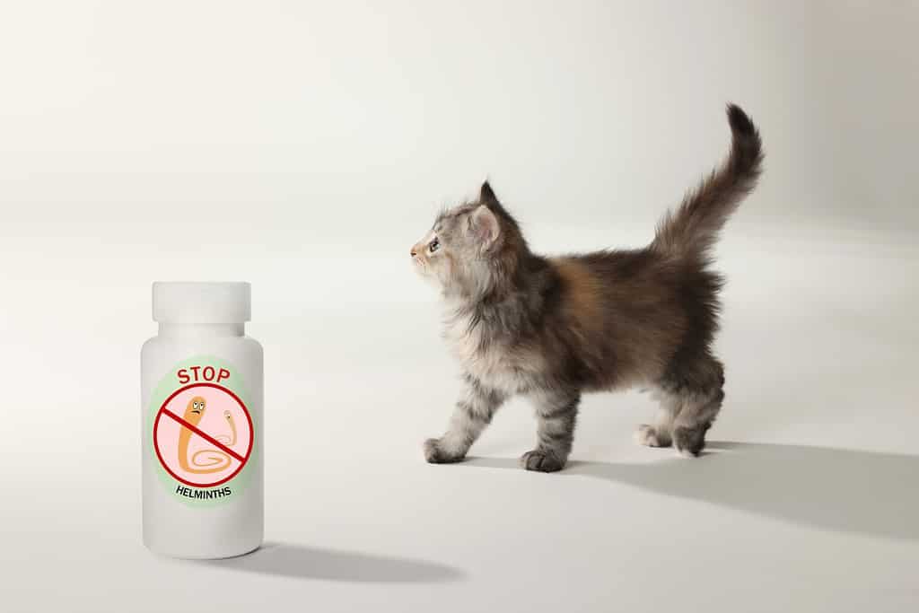 Pyrantel Pamoate Dosage Chart for Cats Risks, Side Effects, Dosage