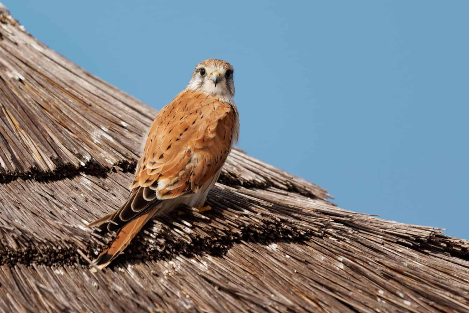 Nankeen Kestrel - Falco cenchroides also Australian kestrel, bird raptor native to Australia and New Guinea, small falcons, pale rufous upper-parts with contrasting black flight-feathers.