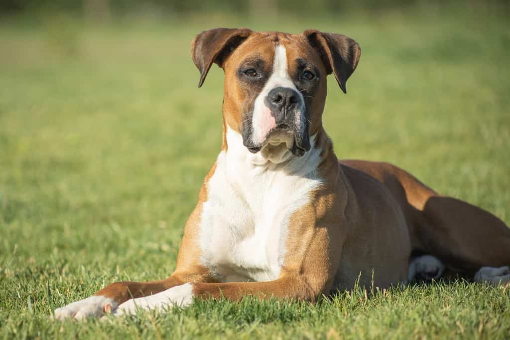 Loyal Companion": portrait of a boxer dog with a loyal and confident expression