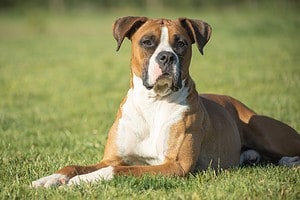 The Top 6 Reasons Boxers Are the Perfect Guard Dog Picture