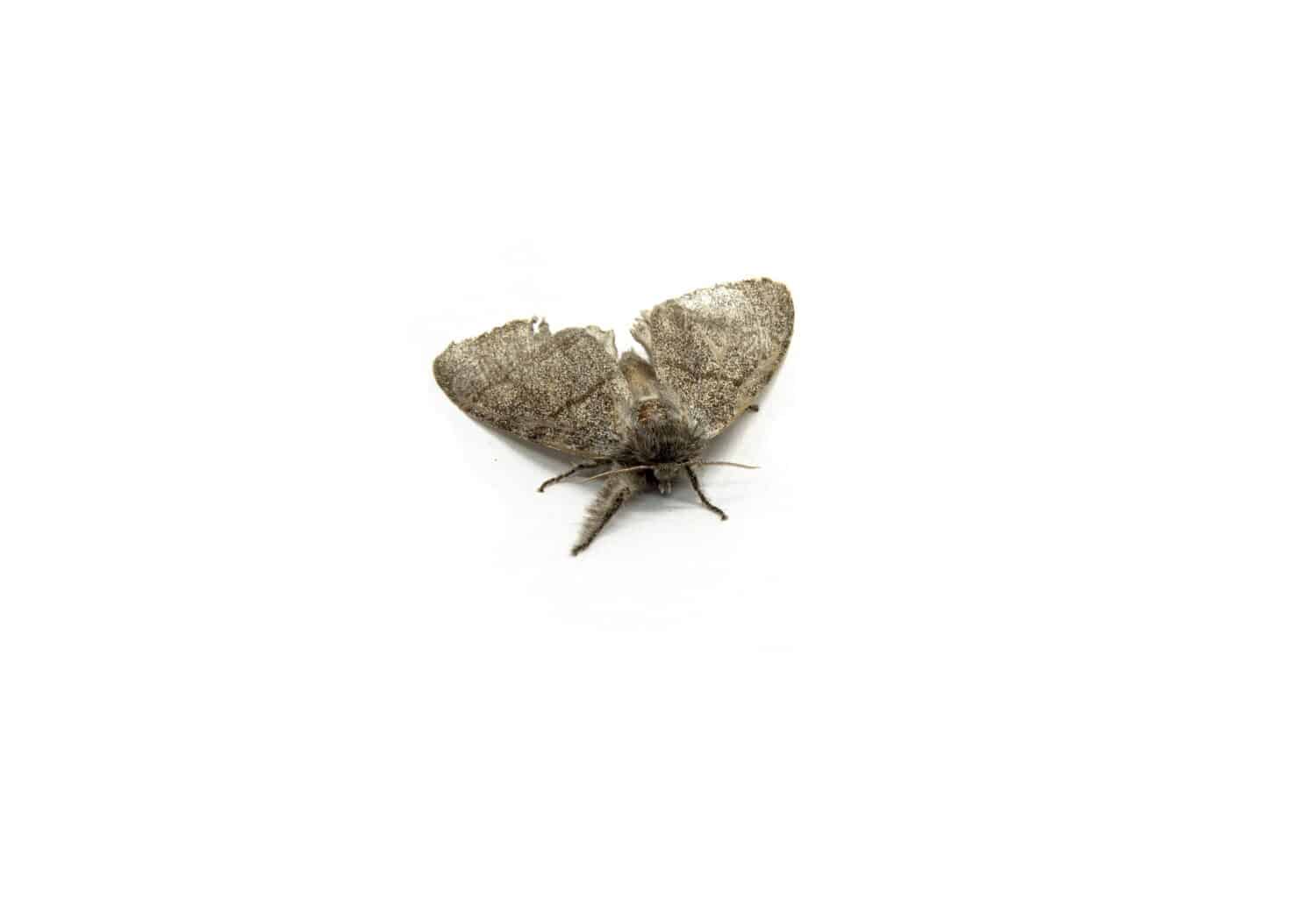 An insect of a moth, a woolly leg, on a white background