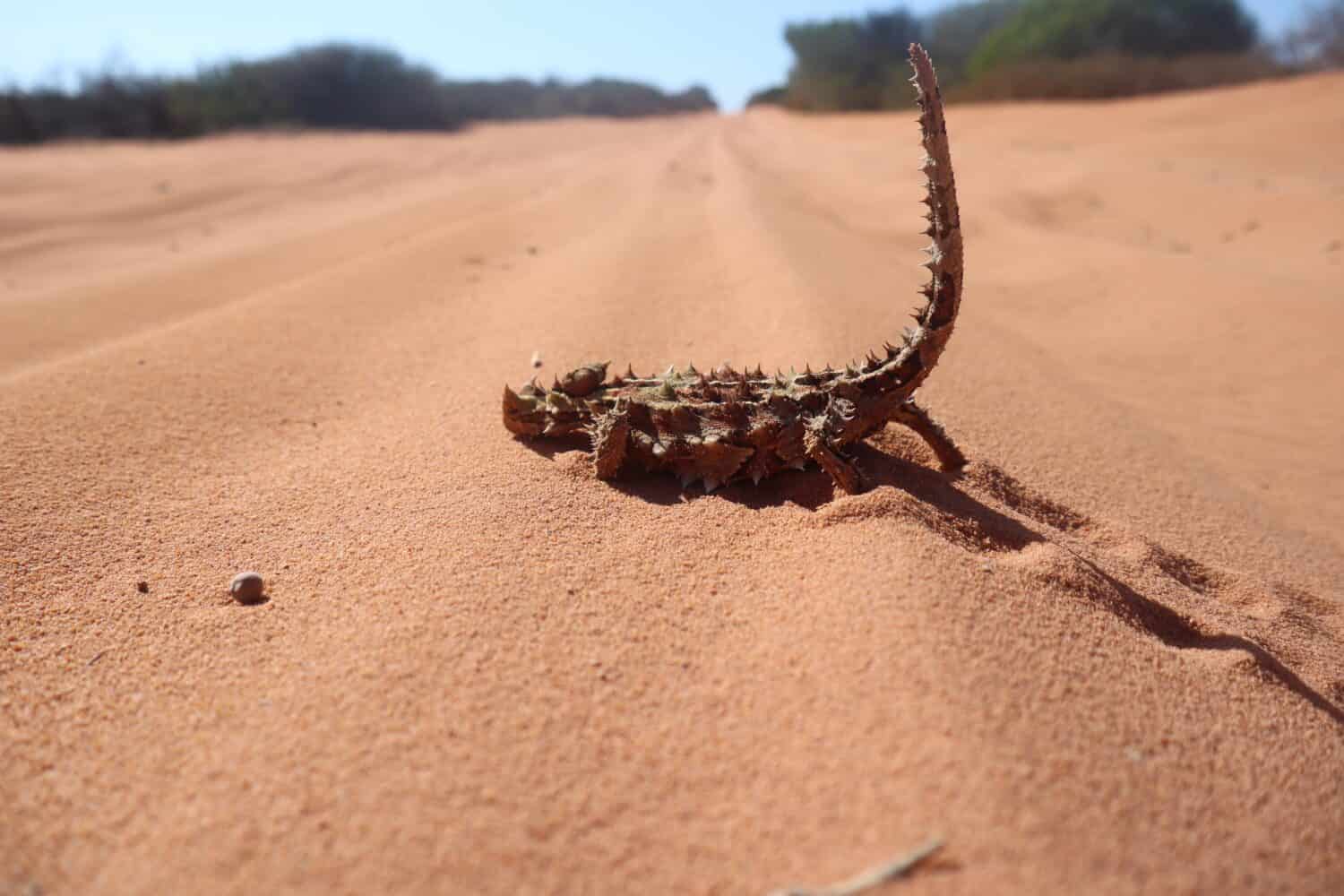 Throny Devil captured on a 4WD track in Shark Bay, Denham, Western Australia.