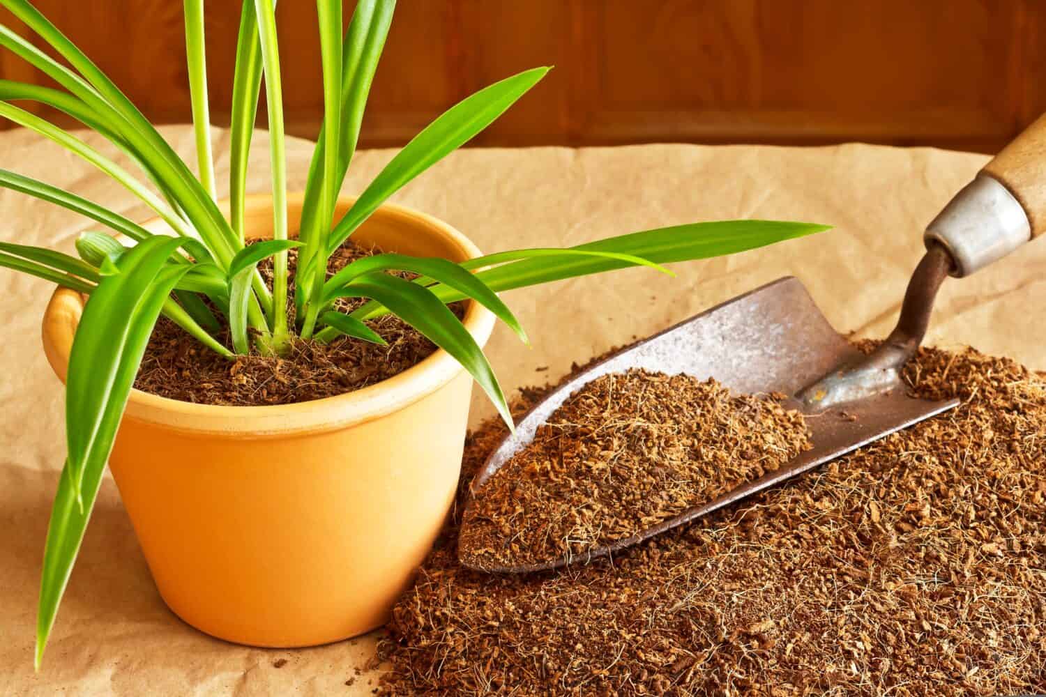 Is Coir an Eco-friendly Substitute for Peat Moss?