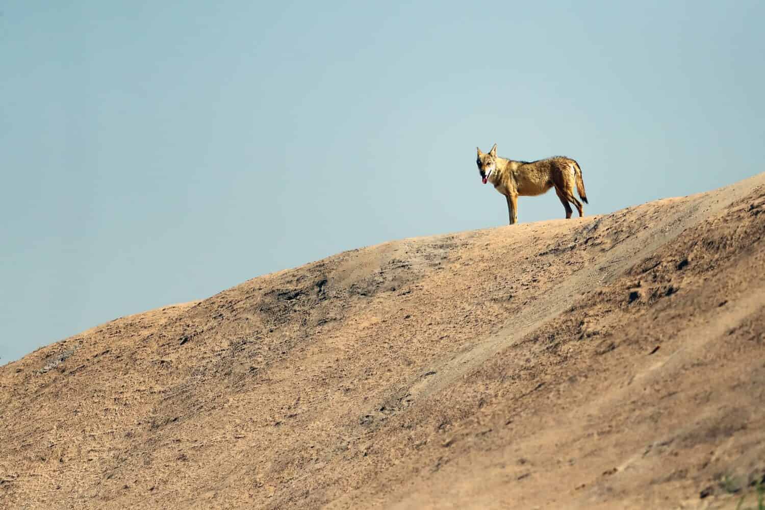The Arabian wolf (Canis lupus arabs) standing on a high dune with a blue sky in the background.