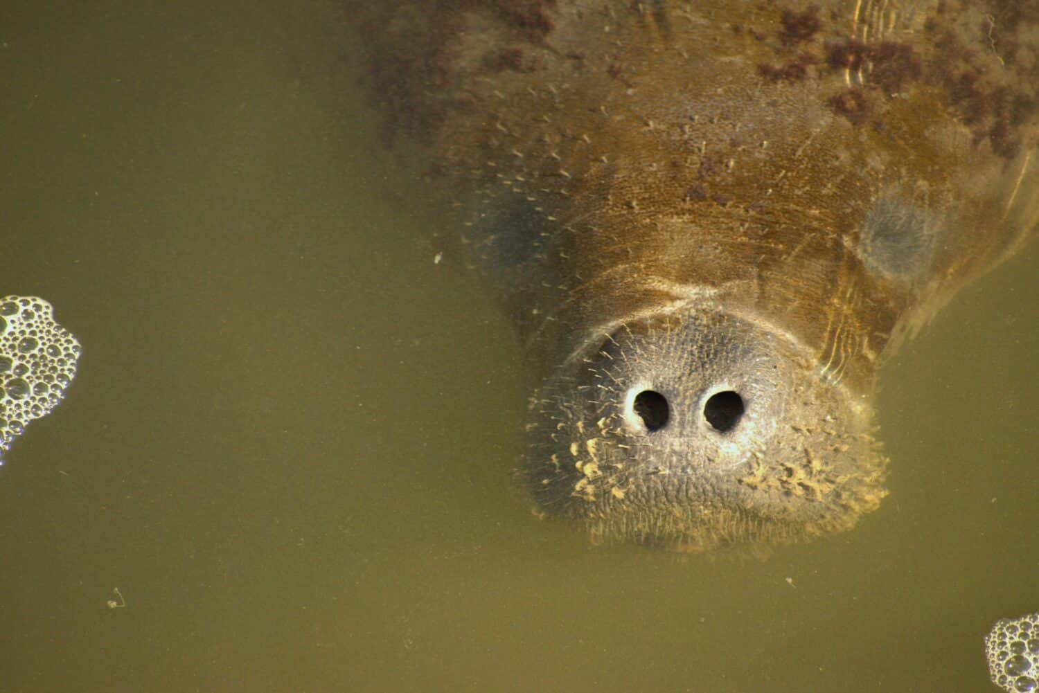 Aerial view of Curious manatee in Tampa, Florida. In winter manatees frequent the warm waters of Florida.Trichechus