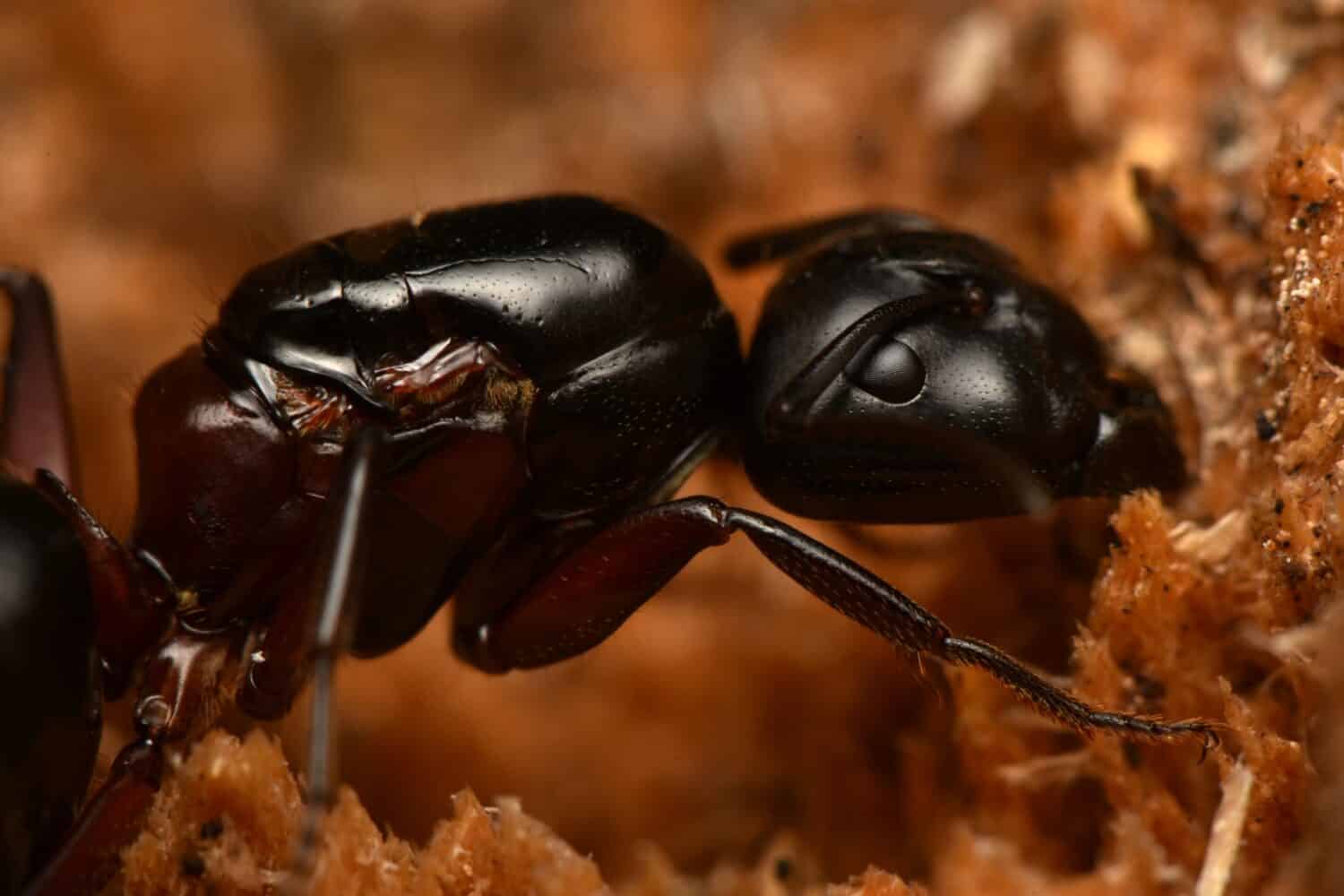 An up close photo of a Hercules ant. 