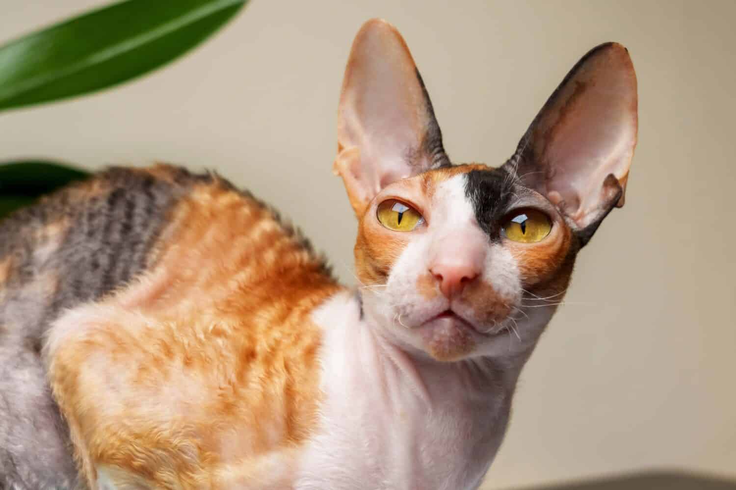 Funny purebred Cornish rex cat close up