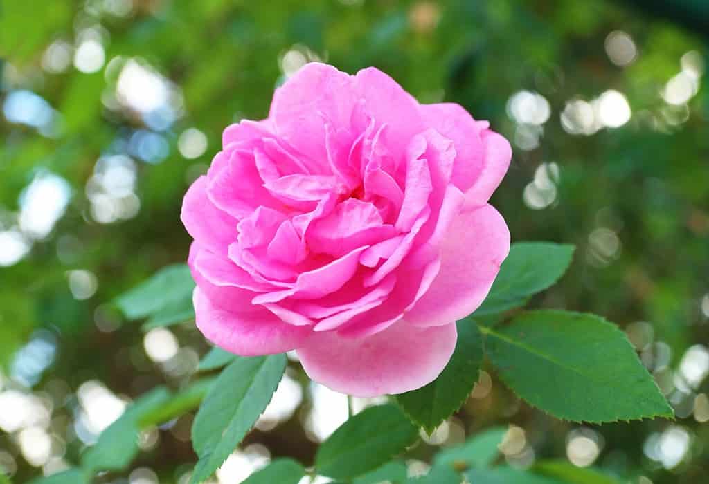 Closeup of a Gorgeous Pink Carefree Wonder Rose Blossoming in the Garden