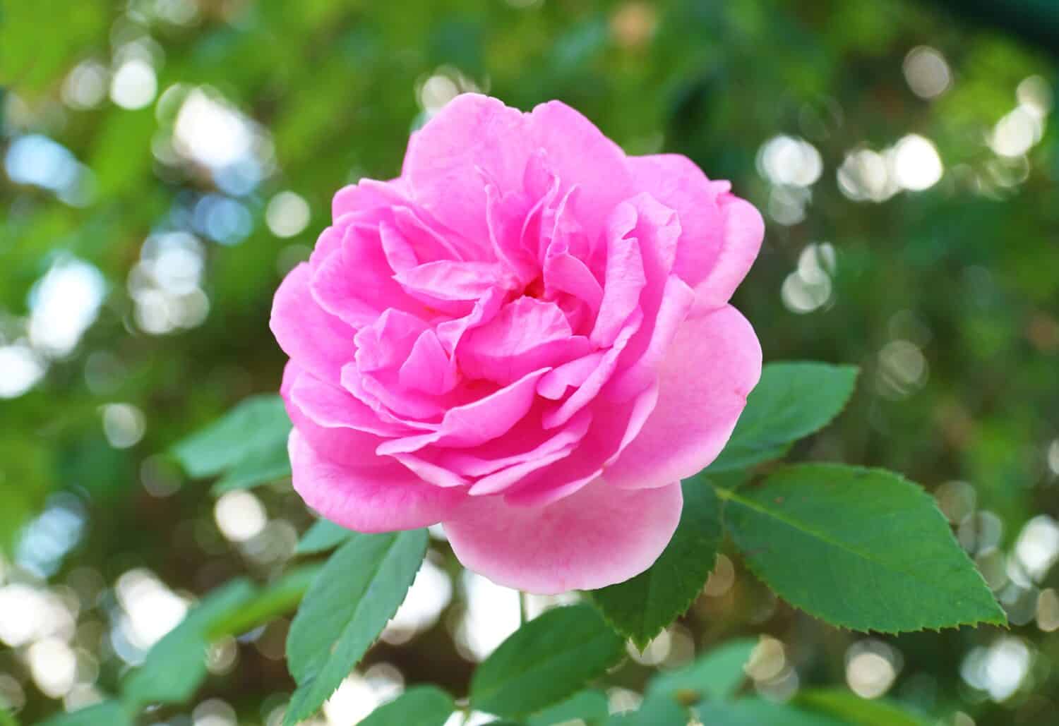 Closeup of a Gorgeous Pink Carefree Wonder Rose Blossoming in the Garden