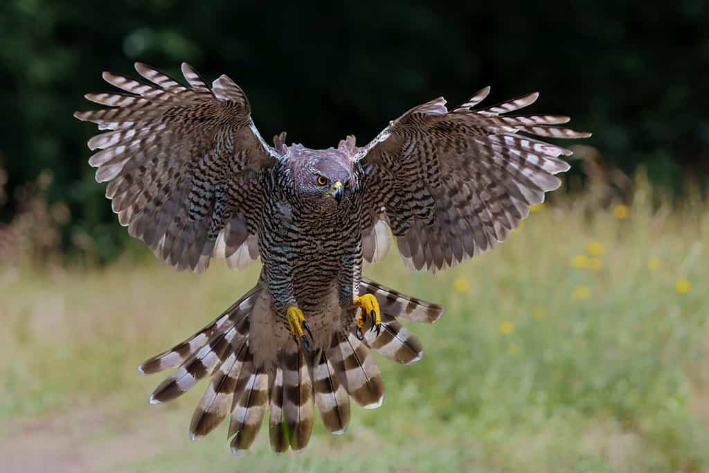 Northern goshawk (accipiter gentilis) searching for food and flying in the forest of Noord Brabant in the Netherlands