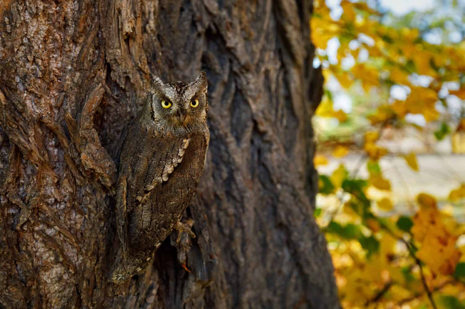 Owl's camouflage. European scops owl, Otus scops, masked on tree cortex in autumn forest. Small owl peeks out from trunk showing yellow eyes. Bird also known as Eurasian scops owl. Wildlife scene.