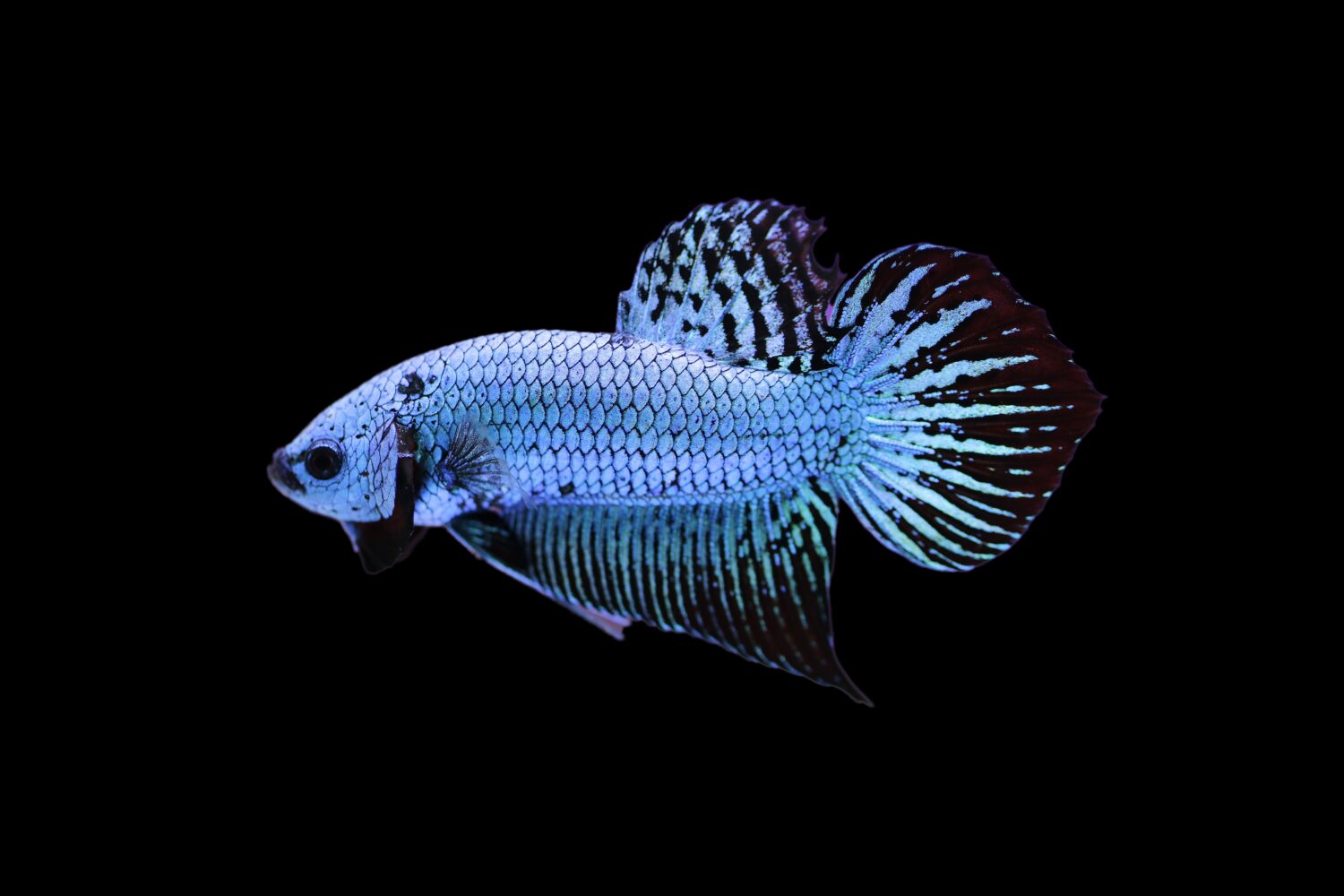 A spade tail blue wild betta.