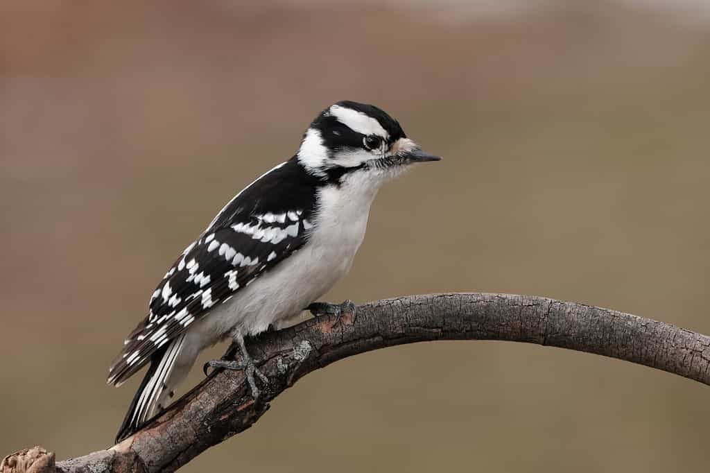 A downy woodpecker perched on a branch