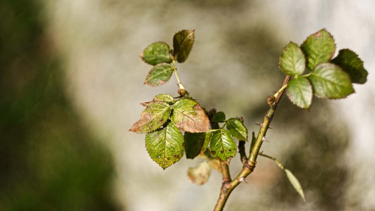 Autumn green brown rose leaf