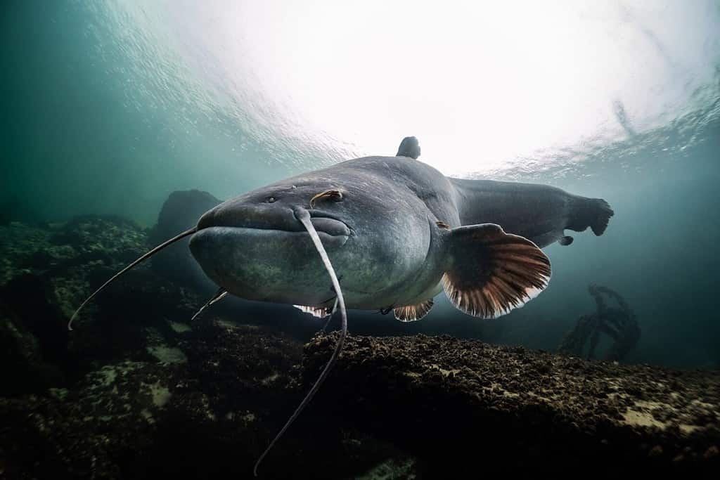 Catfish photographed by a diver below at the lake of constance