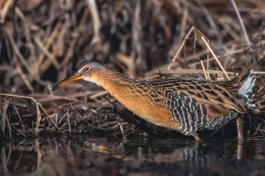 Virginia Rail (Rallus limicola) in the Water on Maryland's Eastern Shore