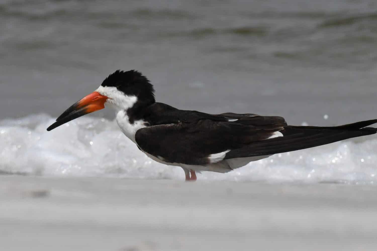 Black Skimmer. Rynchops niger. Wrightsville Beach, NC. USA