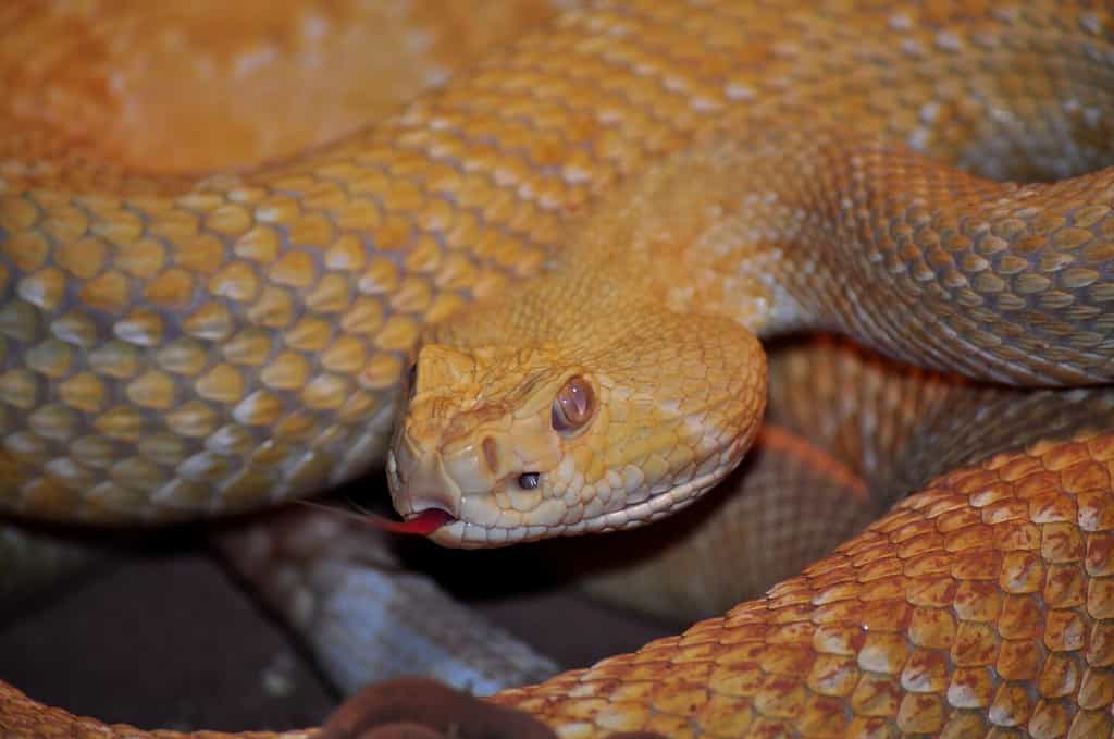 Western Diamond-backed Rattlesnake (Crotalus atrox) portrait