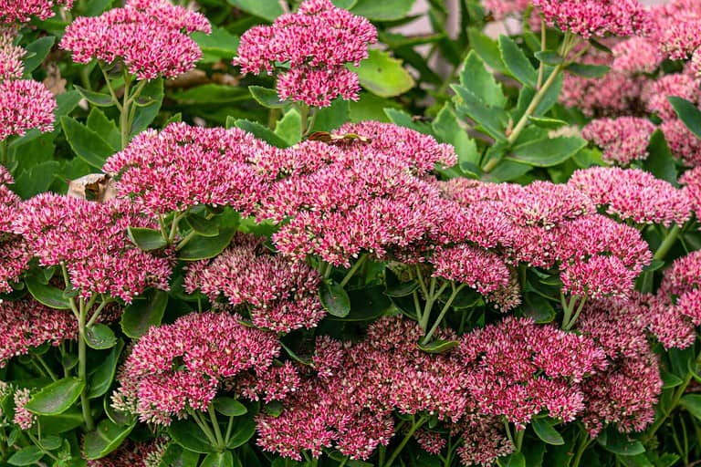 The Best Perennial Flowers for Connecticut 25 Flowers That Love the Heat AZ Animals