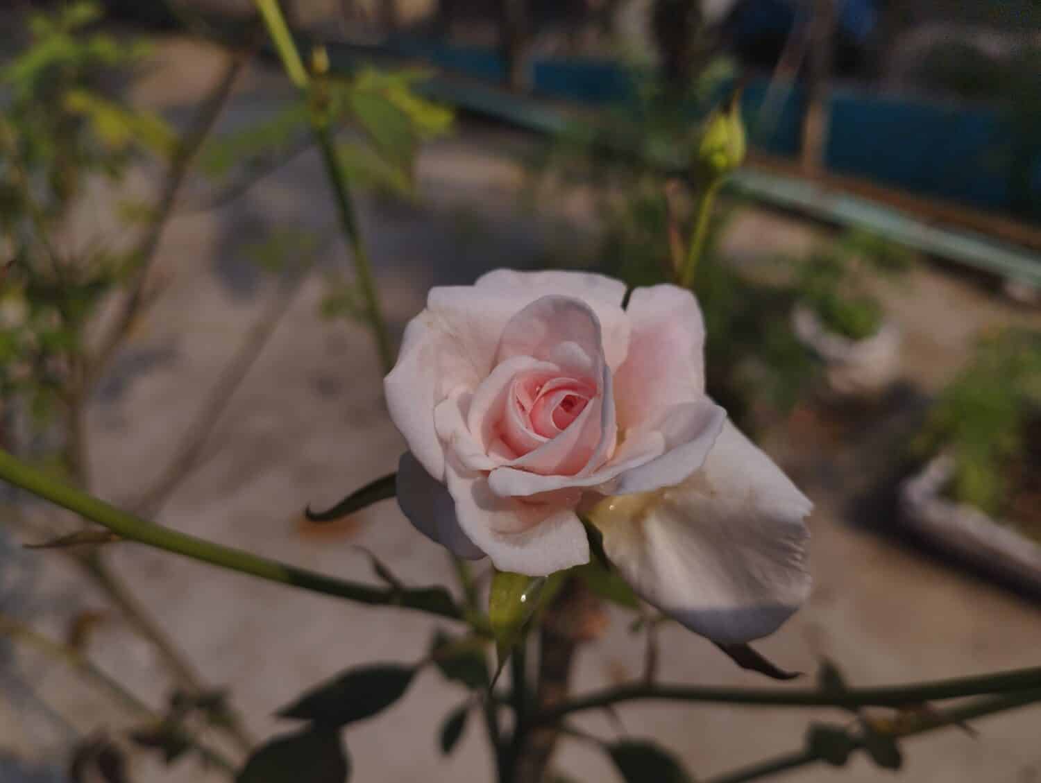 Aromatic Pink Garden roses bloom in Summer 