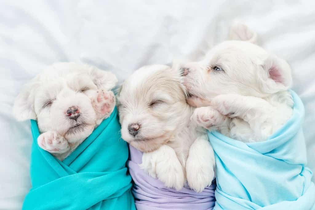 Group of a tiny Bichon Frise puppies wrapped like a baby lying on a bed at home. Top down view