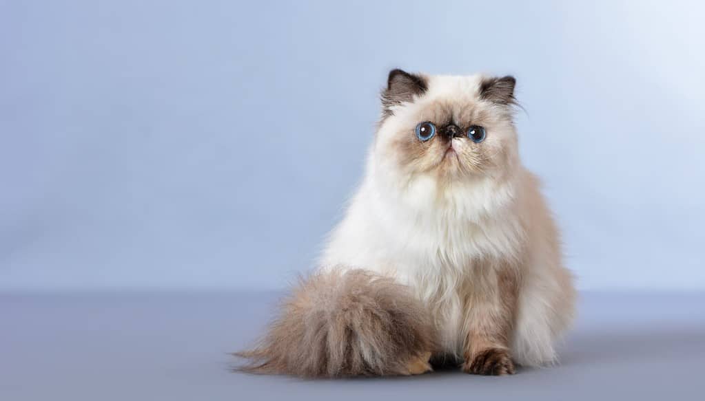 The Persian cat, also known as the Persian longhair, is a long-haired breed of cat characterized by a round face and short muzzle.