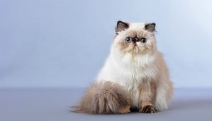26 Best Cat Breeds to Own for Seniors Picture