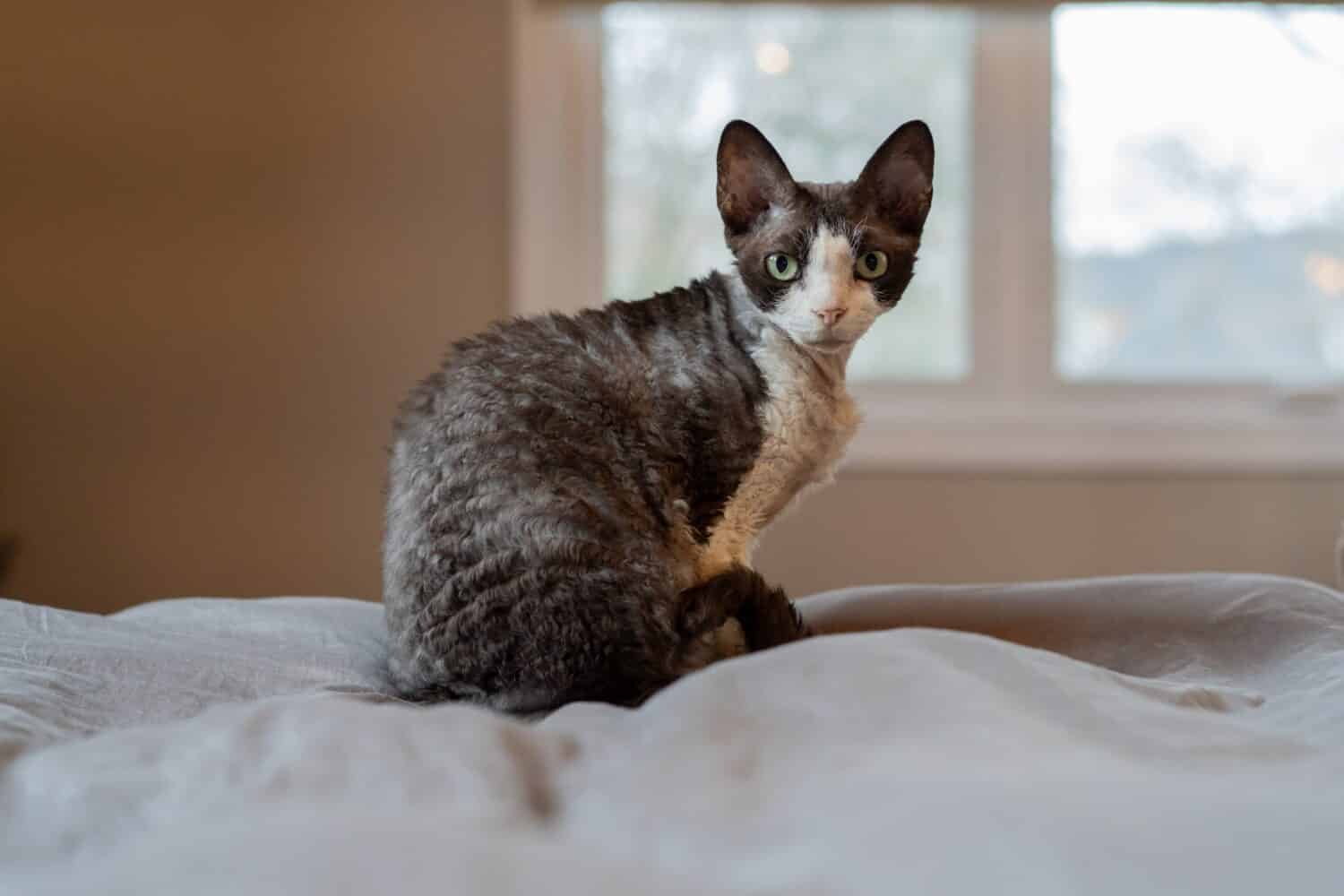 A Devon Rex cat sits on the bed and looks at the camera over its shoulder. It displays the distinctive wavy coat, large ears and eyes of a Devon Rex cat from England.