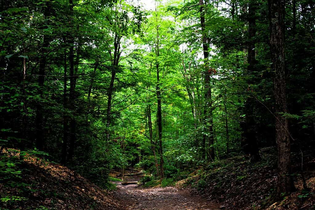 Path at Talcott Mountain State Park