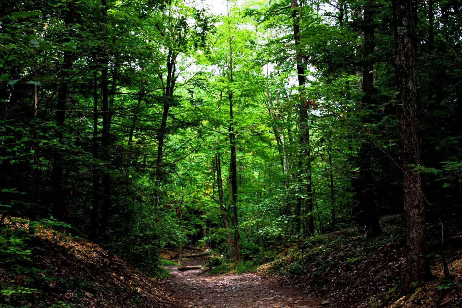 Discover the Largest Forest in Connecticut (And What Lives Within It ...