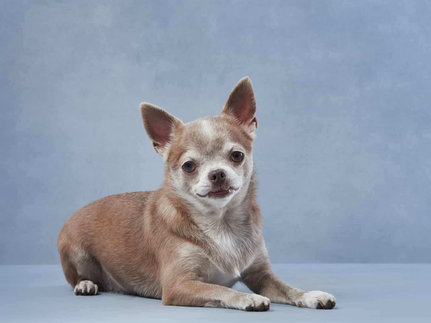 chihuahua on a blue background. Portrait of a beautiful little dog in the studio. Funny pet