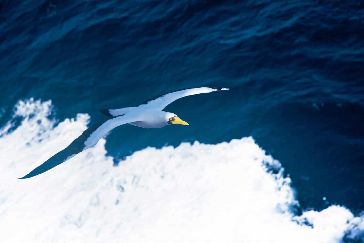 Nazca Booby Sula granti flies beautifully against the backdrop of the ocean.